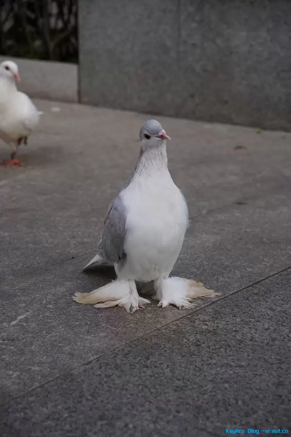 咕咕鸡