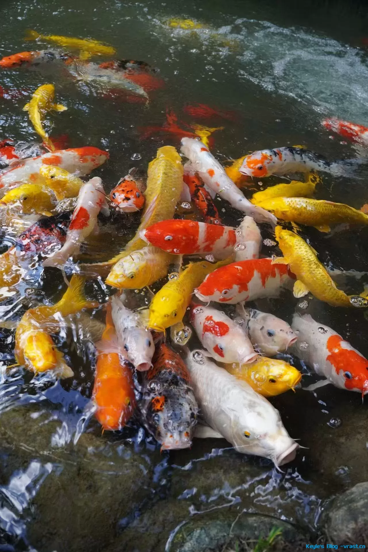 锦鲤